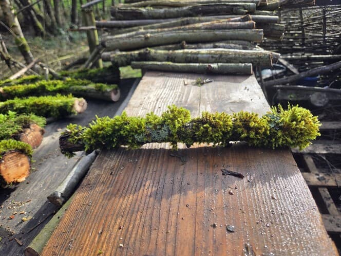 Moss Covered Willow Log with Lichen - Slightly Curved, 40cm x 51mm, Willow, Moss, Willow, Terrarium, made in Wotton-under-Edge, Gloucestershire, by Bough & Burrow