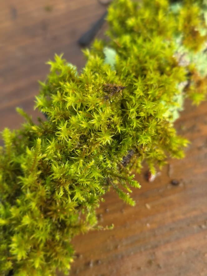 Moss Covered Willow Log with Lichen - Slightly Curved, 40cm x 51mm, Willow, Moss, Willow, Terrarium, made in Wotton-under-Edge, Gloucestershire, by Bough & Burrow - Main image