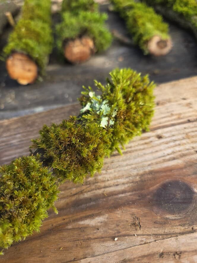 Moss Covered Willow Log with Lichen - Slightly Curved, 40cm x 51mm, Willow, Moss, Willow, Terrarium, made in Wotton-under-Edge, Gloucestershire, by Bough & Burrow - View 4
