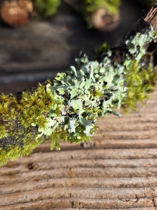 Moss Covered Willow Log with Lichen - Partially Covered, 40cm x 54mm, Willow, Moss, Lichen, Willow, Terrarium, made in Wotton-under-Edge, Gloucestershire, by Bough & Burrow - View 4