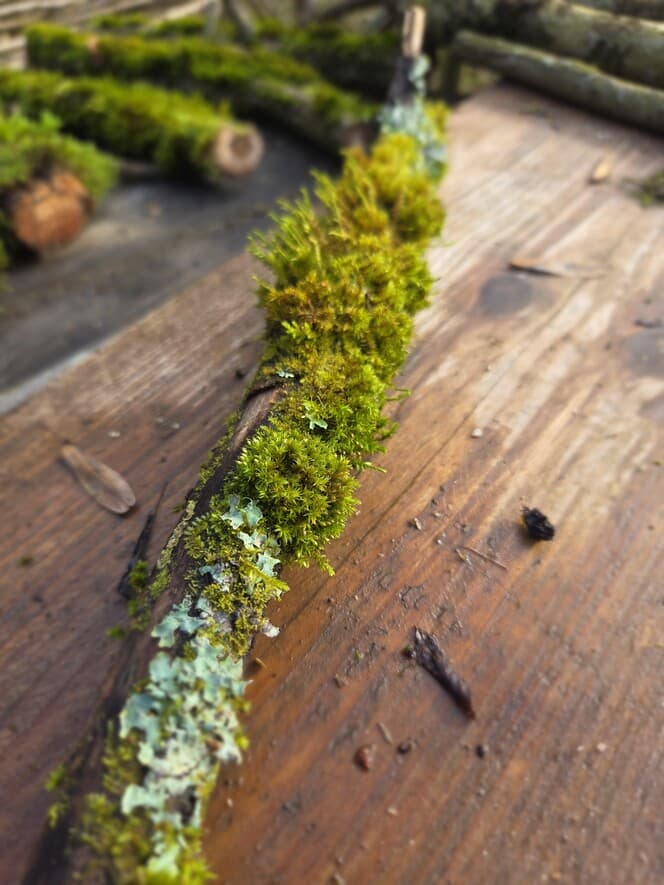 Moss Covered Willow Log with Lichen - Partially Covered, 40cm x 54mm, Willow, Moss, Lichen, Willow, Terrarium, made in Wotton-under-Edge, Gloucestershire, by Bough & Burrow - View 7