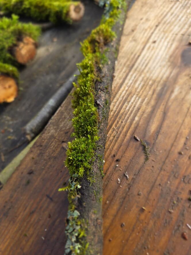 Moss Covered Willow Log with Lichen - Partially Covered, 40cm x 54mm, Willow, Moss, Lichen, Willow, Terrarium, made in Wotton-under-Edge, Gloucestershire, by Bough & Burrow - View 9