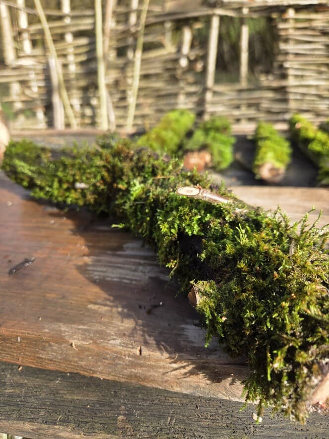 Moss Covered Willow Log with Lichen -Forked with Exposed Bark, 40cm x 72mm, Willow, Moss, Willow, Terrarium, made in Wotton-under-Edge, Gloucestershire, by Bough & Burrow - View 2