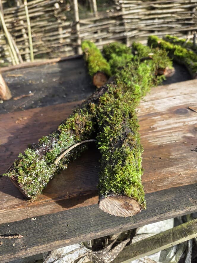 Moss Covered Willow Log with Lichen -Forked with Exposed Bark, 40cm x 72mm, Willow, Moss, Willow, Terrarium, made in Wotton-under-Edge, Gloucestershire, by Bough & Burrow