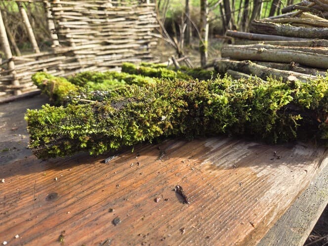 Moss Covered Willow Log with Lichen -Forked with Exposed Bark, 40cm x 72mm, Willow, Moss, Willow, Terrarium, made in Wotton-under-Edge, Gloucestershire, by Bough & Burrow - View 3
