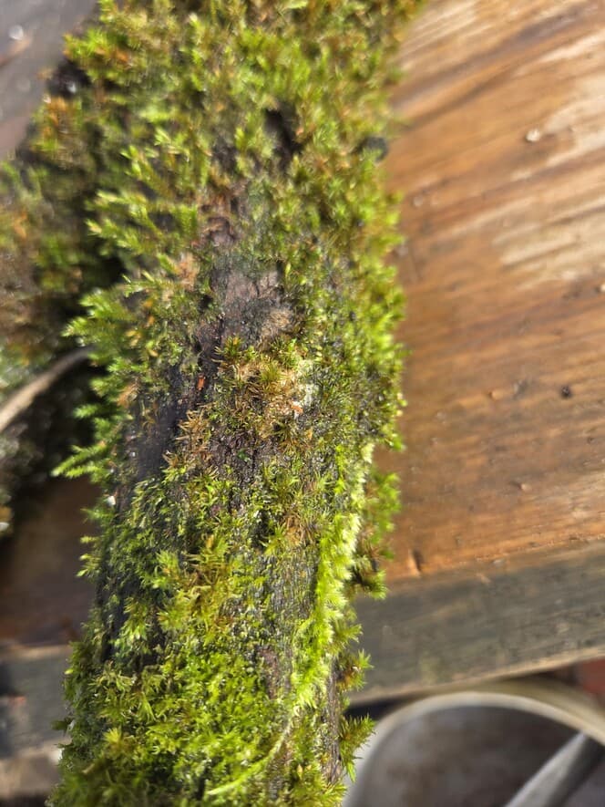 Moss Covered Willow Log with Lichen -Forked with Exposed Bark, 40cm x 72mm, Willow, Moss, Willow, Terrarium, made in Wotton-under-Edge, Gloucestershire, by Bough & Burrow - View 6