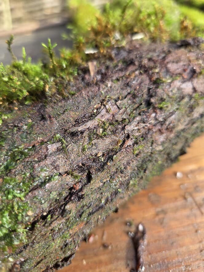 Moss Covered Willow Log with Lichen -Forked with Exposed Bark, 40cm x 72mm, Willow, Moss, Willow, Terrarium, made in Wotton-under-Edge, Gloucestershire, by Bough & Burrow - View 7