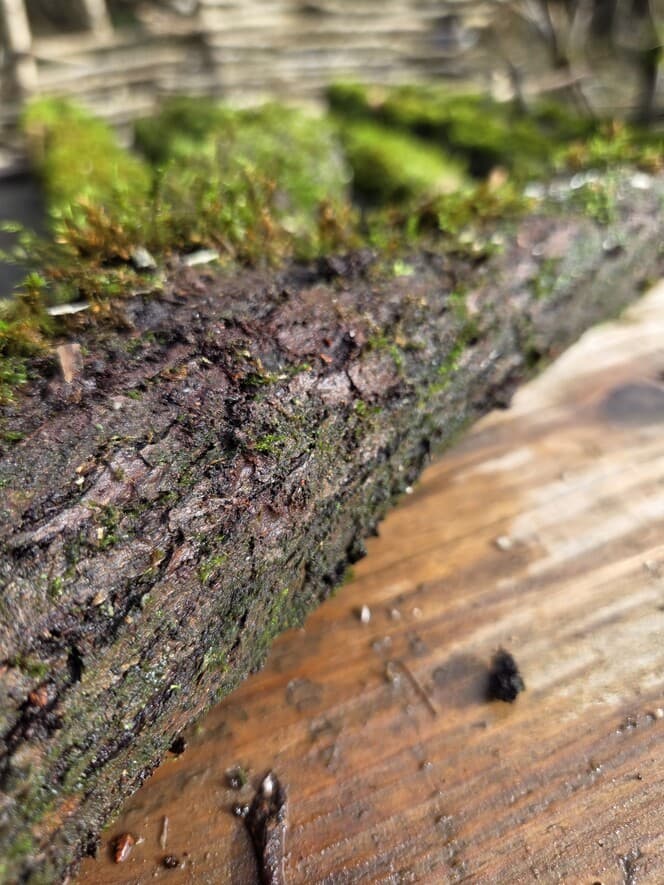 Moss Covered Willow Log with Lichen -Forked with Exposed Bark, 40cm x 72mm, Willow, Moss, Willow, Terrarium, made in Wotton-under-Edge, Gloucestershire, by Bough & Burrow - View 8