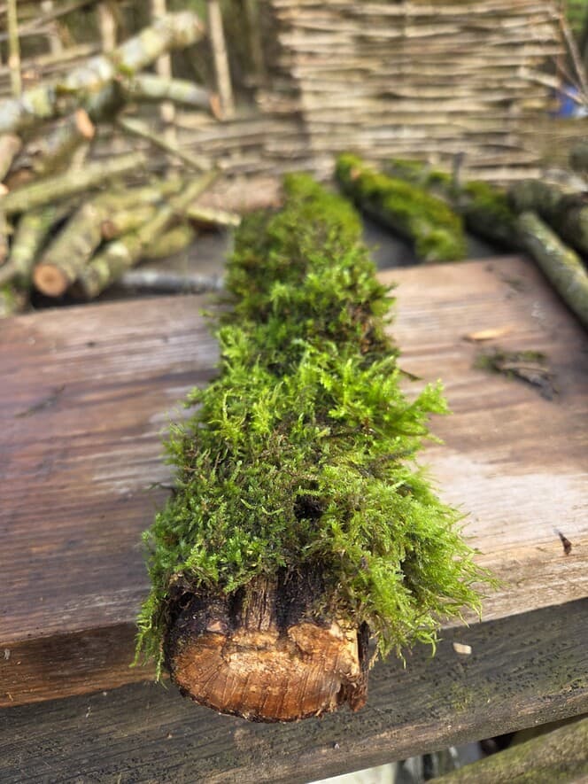 Moss Covered Willow Log - Slightly Tapered, 40cm x 58mm, Willow, Moss, Willow, Terrarium, made in Wotton-under-Edge, Gloucestershire, by Bough & Burrow - View 2