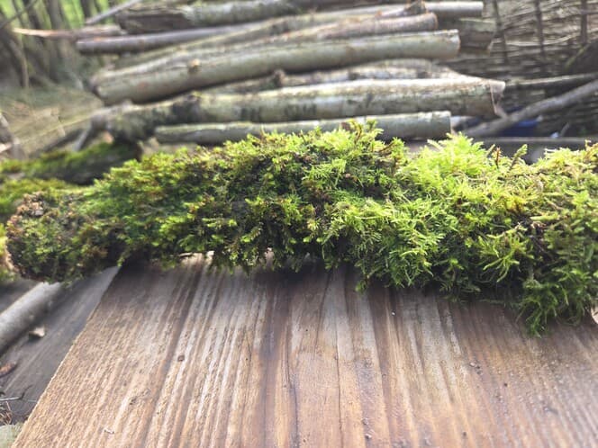Moss Covered Willow Log - Slightly Tapered, 40cm x 58mm, Willow, Moss, Willow, Terrarium, made in Wotton-under-Edge, Gloucestershire, by Bough & Burrow - View 4