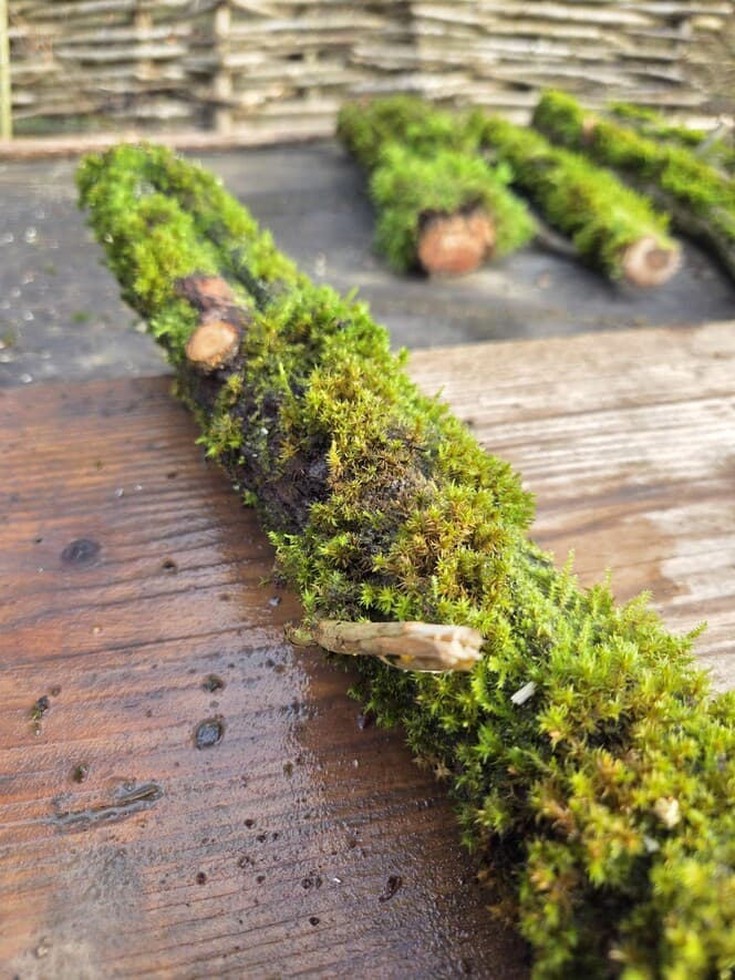 Moss Covered Willow Log - Slightly Tapered, 40cm x 58mm, Willow, Moss, Willow, Terrarium, made in Wotton-under-Edge, Gloucestershire, by Bough & Burrow - View 7