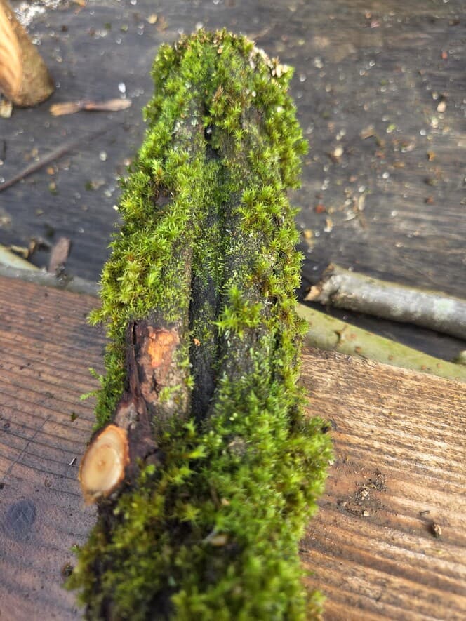 Moss Covered Willow Log - Slightly Tapered, 40cm x 58mm, Willow, Moss, Willow, Terrarium, made in Wotton-under-Edge, Gloucestershire, by Bough & Burrow - View 8