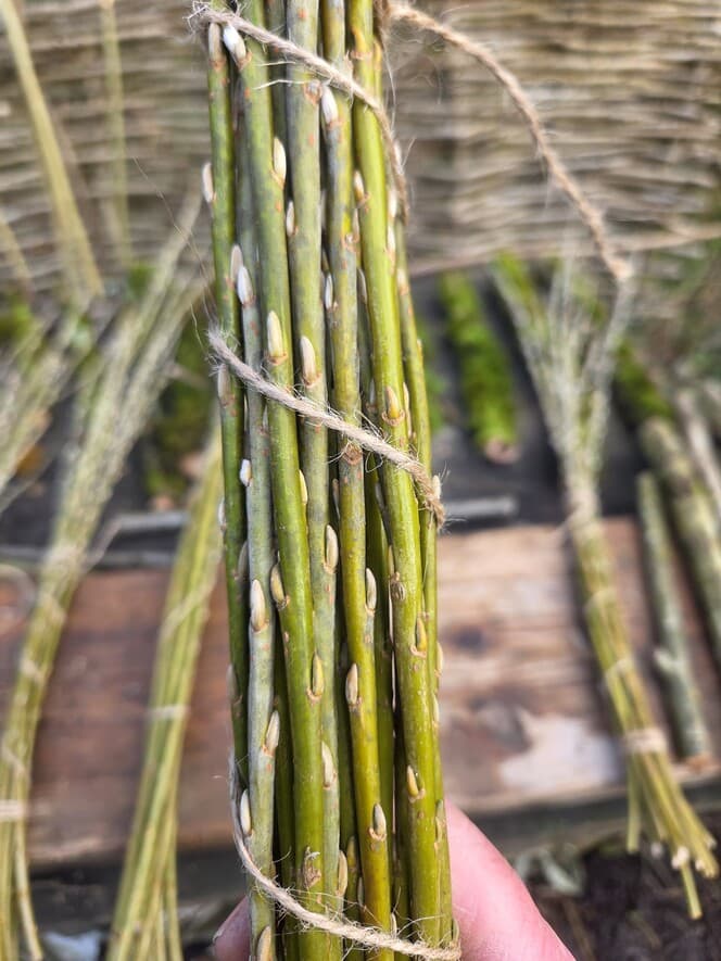 Willow Shoot Bundle with Silver Buds, Willow, Willow, made in Wotton-under-Edge, Gloucestershire, by Bough & Burrow - View 7